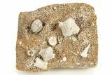 Crinoid (Abatocrinus) & Blastoid (Poroblastus) Plate - Missouri #262435-1